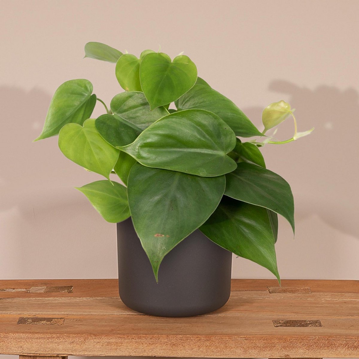 Philodendron Scandens als auf Regal im Wohnzimmer dekoriert