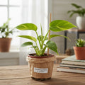 Philodendron Brasil - Ø12cm - ↕15cm - Pille Gartenwelt