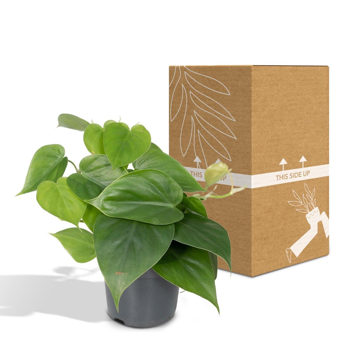 Philodendron scandens mit Transportverpackung