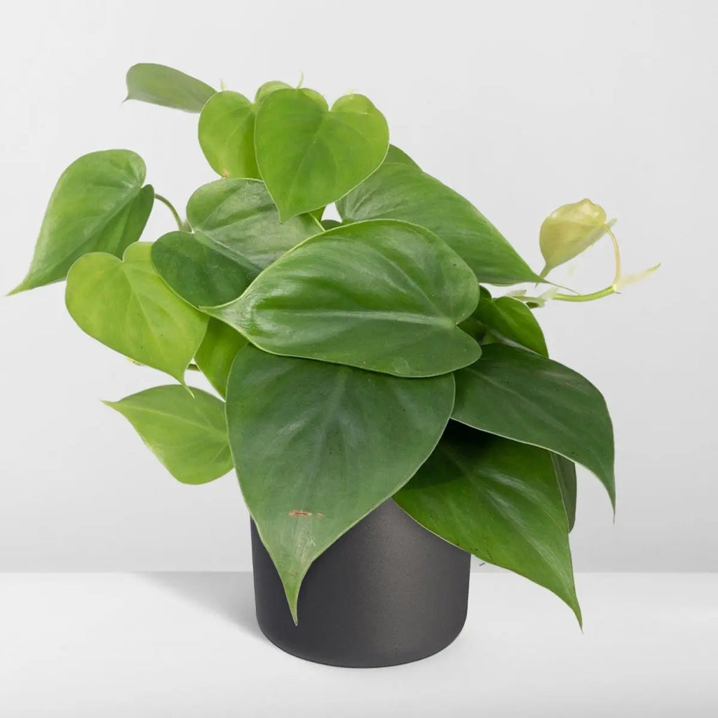 Philodendron scandens Zoom Blätter herzförmig