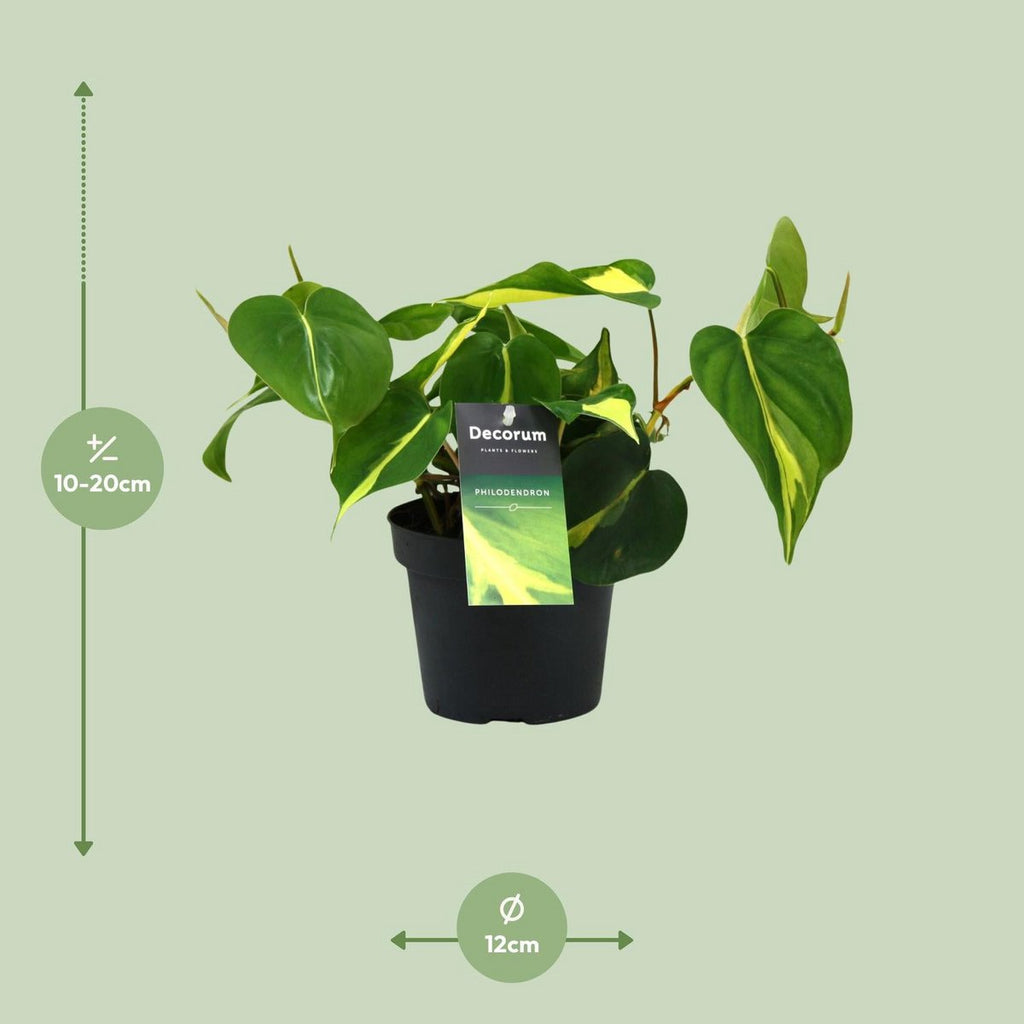 Philodendron Brasil Climbing im Topf Ø12 cm – Lieferhöhe ca. 20 cm, Größenvergleich