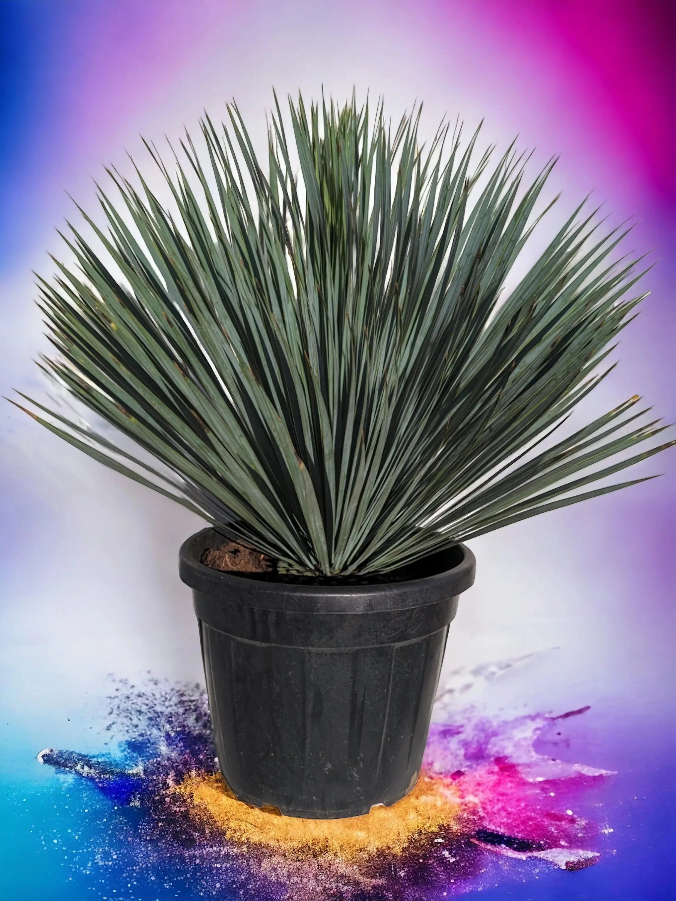 Spargelgewchse (Asparagaceae ) - Pille Gartenwelt