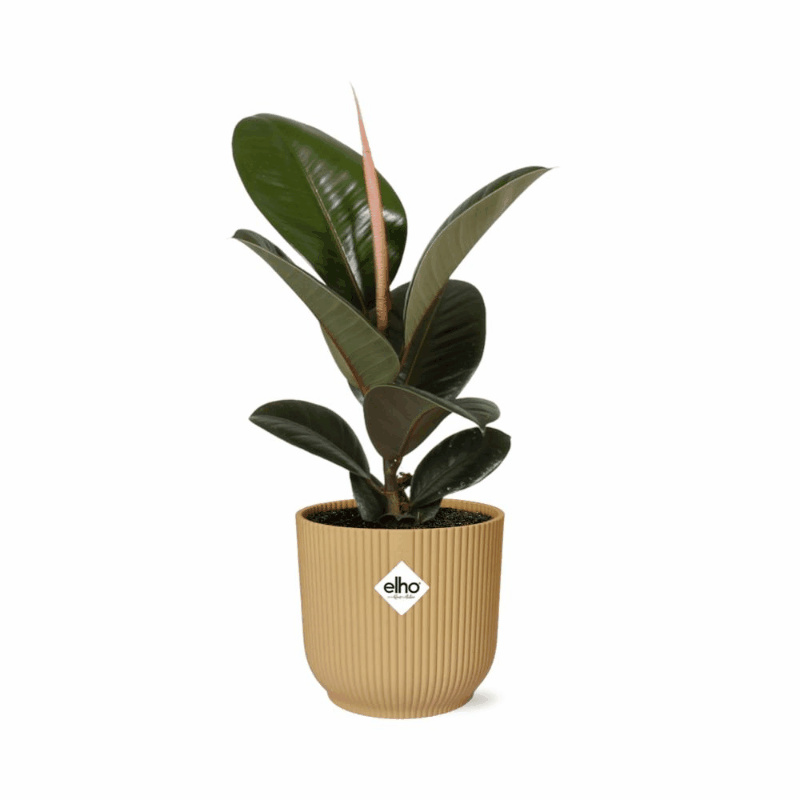 Ficus elastica - Gummibaum Sachsenpalmen