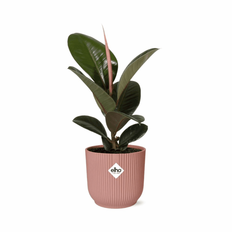 Ficus elastica - Gummibaum Sachsenpalmen
