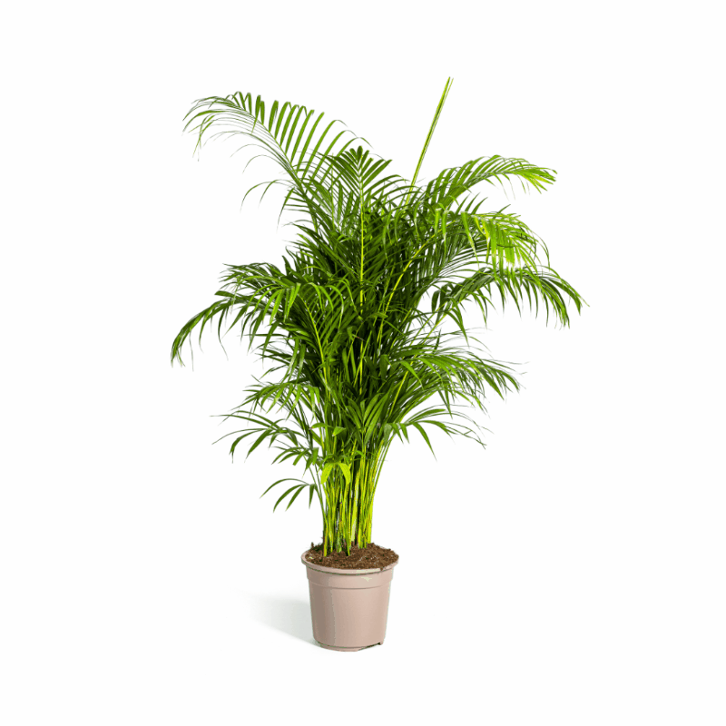 Dypsis lutescens - Areca-, Goldfruchtpalme Sachsenpalmen