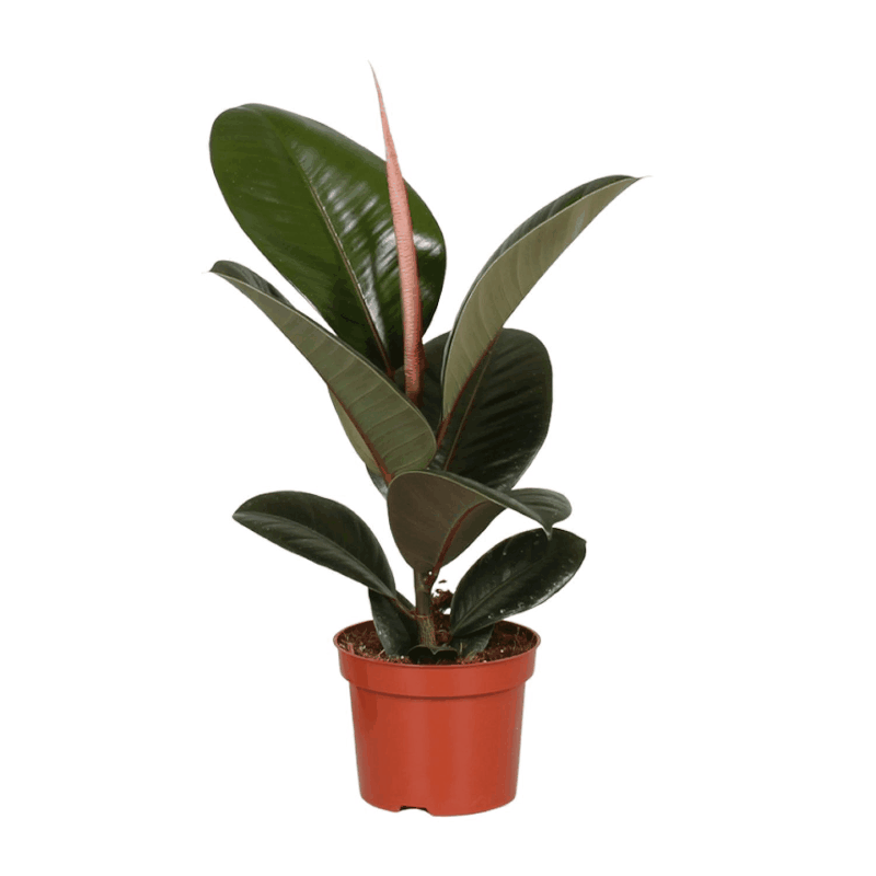 Ficus elastica - Gummibaum Sachsenpalmen