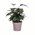 Calathea - Korbmarante Sachsenpalmen