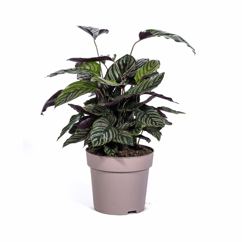 Calathea - Korbmarante Sachsenpalmen