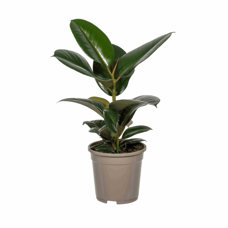 Ficus elastica - Gummibaum Sachsenpalmen