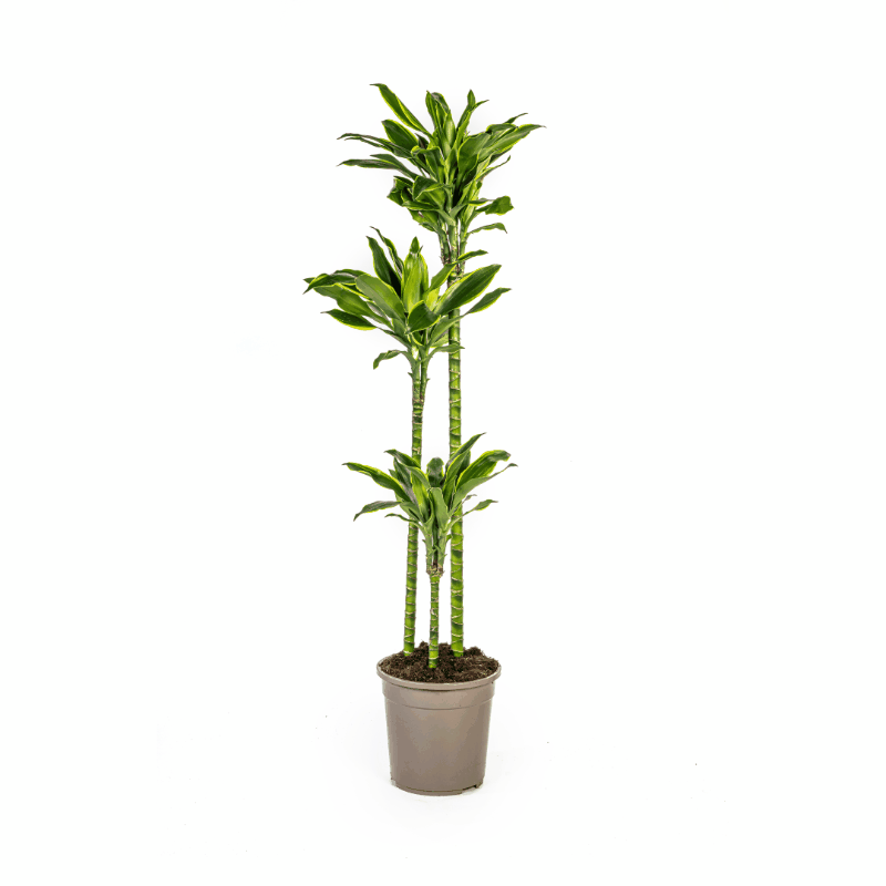 Dracaena fragrans - Duftender Drachenbaum Sachsenpalmen