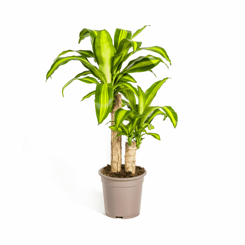 Dracaena fragrans - Duftender Drachenbaum Sachsenpalmen