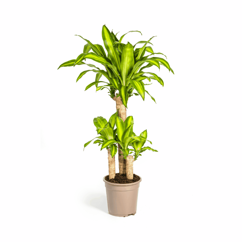 Dracaena fragrans - Duftender Drachenbaum Sachsenpalmen