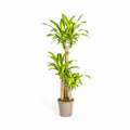 Dracaena fragrans - Duftender Drachenbaum Sachsenpalmen