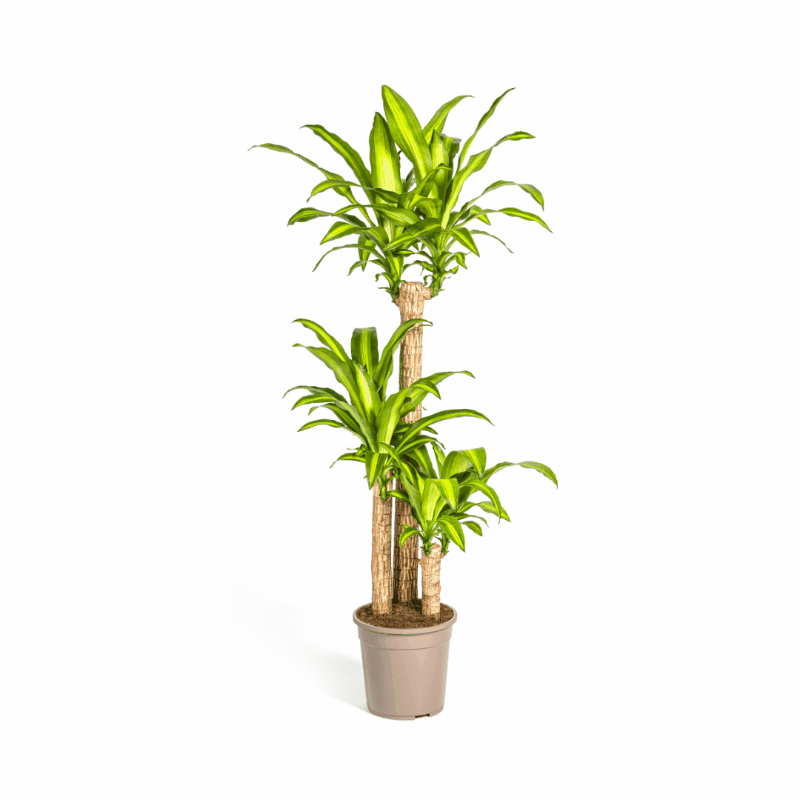 Dracaena fragrans - Duftender Drachenbaum Sachsenpalmen