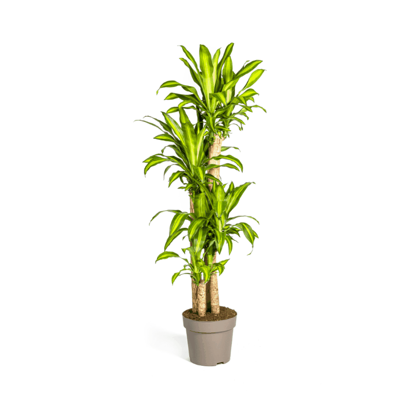 Dracaena fragrans - Duftender Drachenbaum Sachsenpalmen