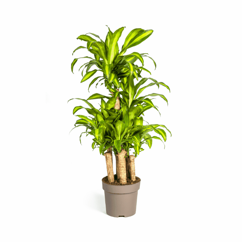 Dracaena fragrans - Duftender Drachenbaum Sachsenpalmen