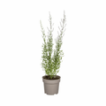 Perovskia atriplicifolia - Blauraute, Silber-Perowskie Sachsenpalmen