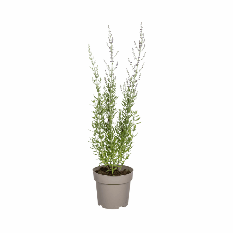 Perovskia atriplicifolia - Blauraute, Silber-Perowskie Sachsenpalmen