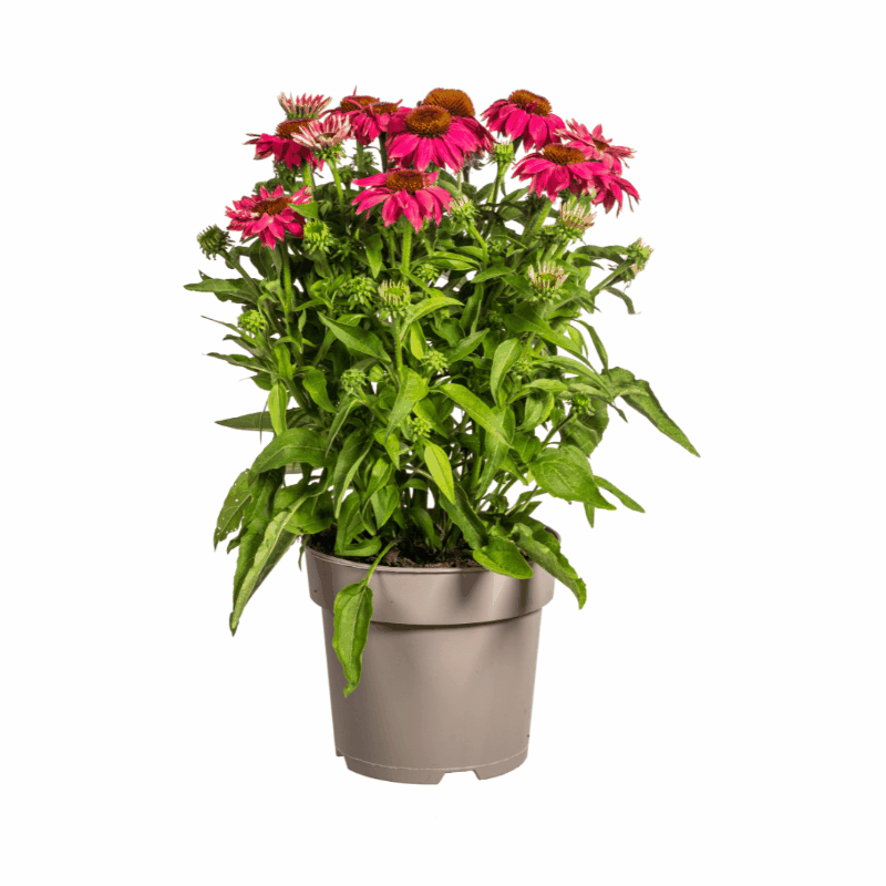 Echinacea purpurea - Purpursonnenhut, Scheinsonnenhut Sachsenpalmen