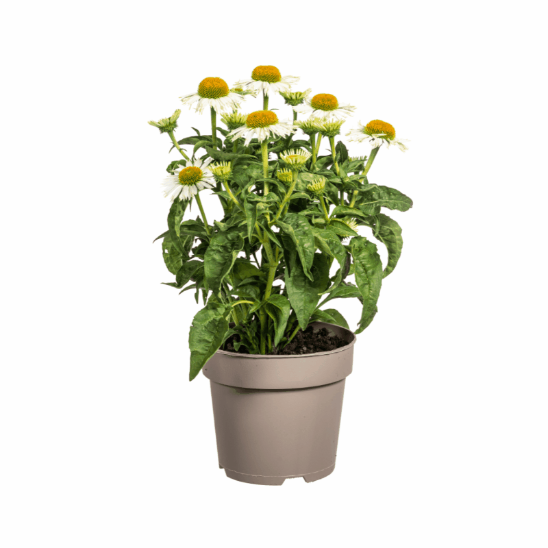 Echinacea purpurea - Purpursonnenhut, Scheinsonnenhut Sachsenpalmen