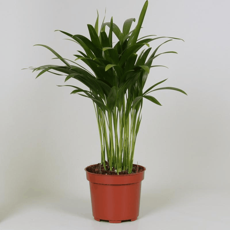 Dypsis lutescens - Areca-, Goldfruchtpalme Sachsenpalmen