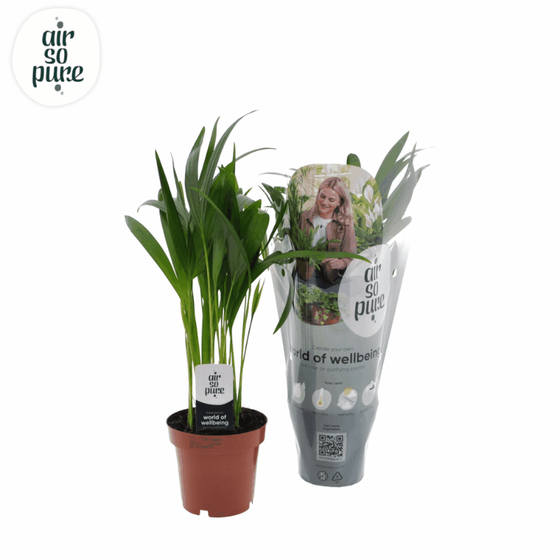 Dypsis lutescens - Areca-, Goldfruchtpalme Sachsenpalmen