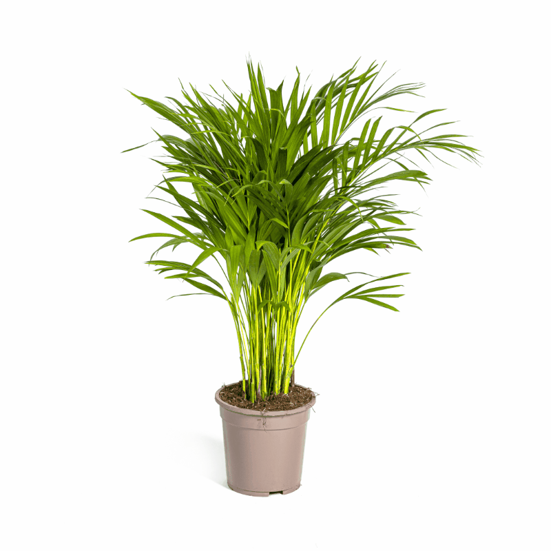 Dypsis lutescens - Areca-, Goldfruchtpalme Sachsenpalmen