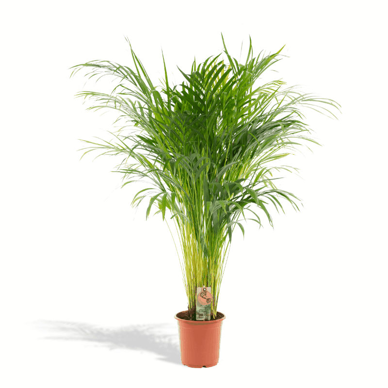 Dypsis lutescens - Areca-, Goldfruchtpalme Sachsenpalmen