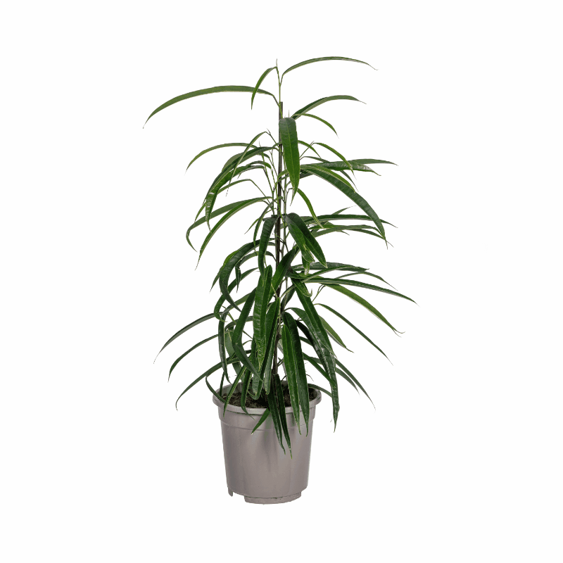 Ficus Binnendijkii 'Alii' - Schmalblättrige Birkenfeige Sachsenpalmen