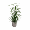 Ficus Binnendijkii 'Alii' - Schmalblättrige Birkenfeige Sachsenpalmen