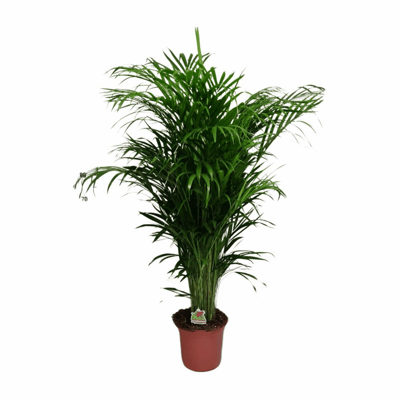 Dypsis lutescens - Areca-, Goldfruchtpalme Sachsenpalmen