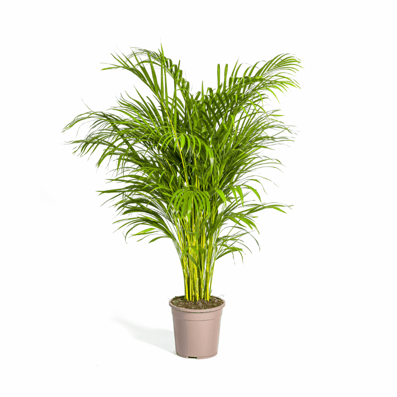 Dypsis lutescens - Areca-, Goldfruchtpalme Sachsenpalmen
