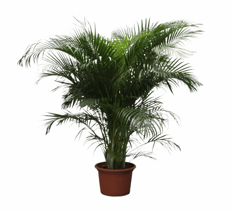 Dypsis lutescens - Areca-, Goldfruchtpalme Sachsenpalmen