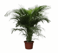 Dypsis lutescens - Areca-, Goldfruchtpalme Sachsenpalmen