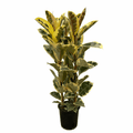 Ficus elastica - Gummibaum Sachsenpalmen