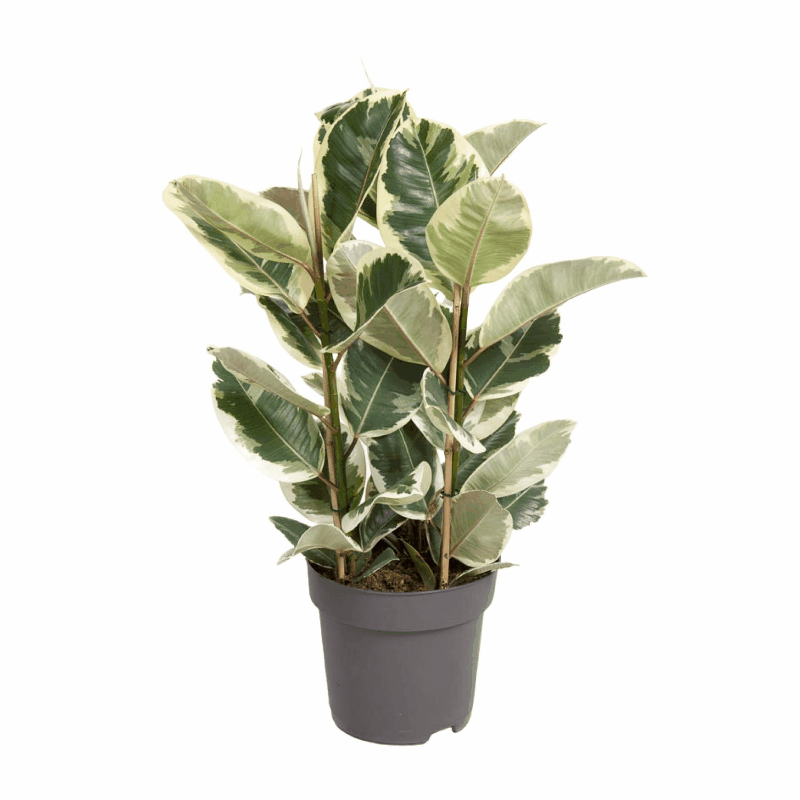 Ficus elastica - Gummibaum Sachsenpalmen