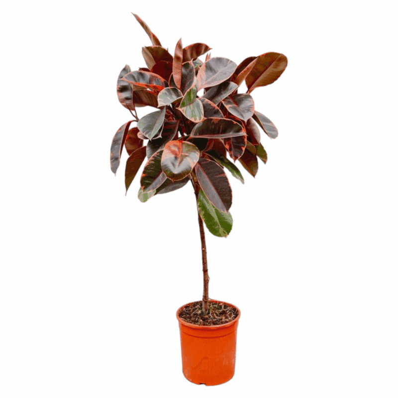 Ficus elastica - Gummibaum Sachsenpalmen