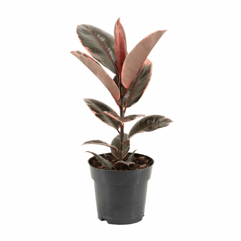 Ficus elastica - Gummibaum Sachsenpalmen