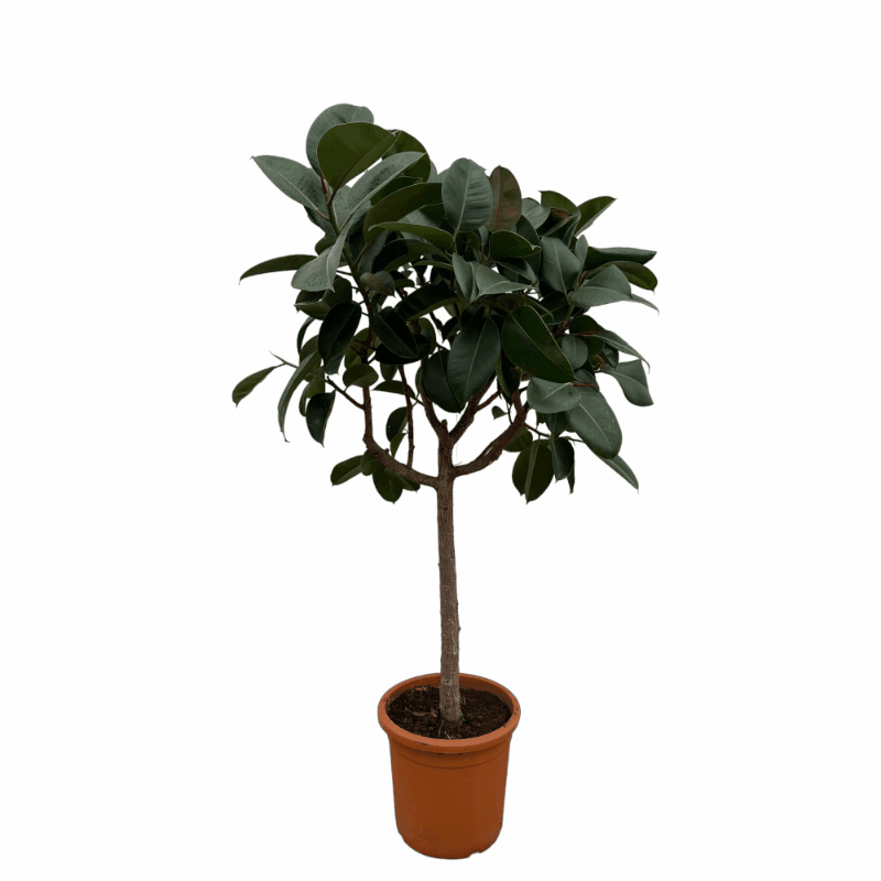 Ficus elastica - Gummibaum Sachsenpalmen