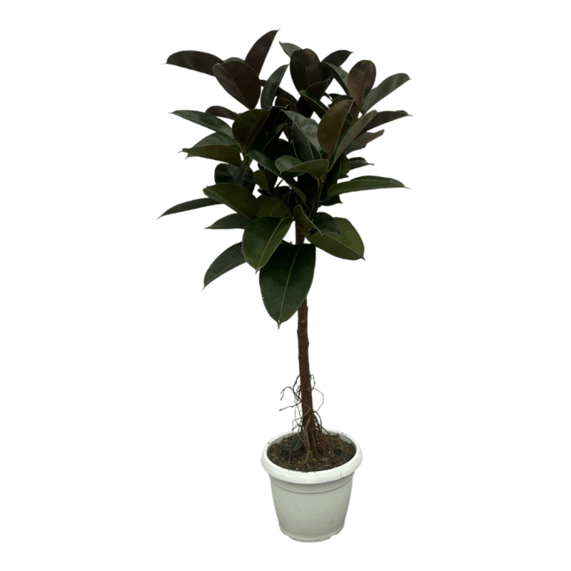 Ficus elastica - Gummibaum Sachsenpalmen