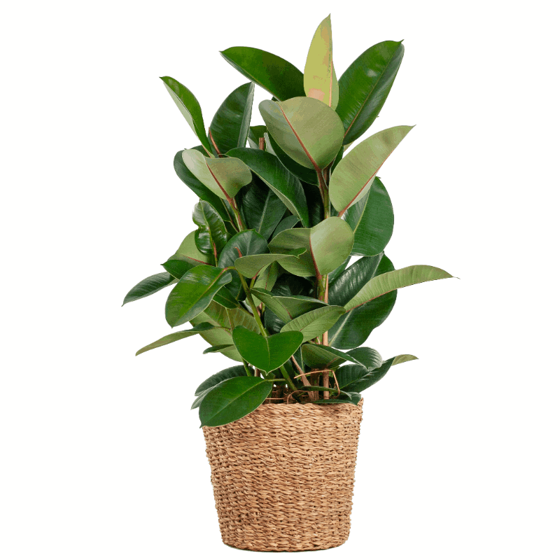 Ficus elastica - Gummibaum Sachsenpalmen