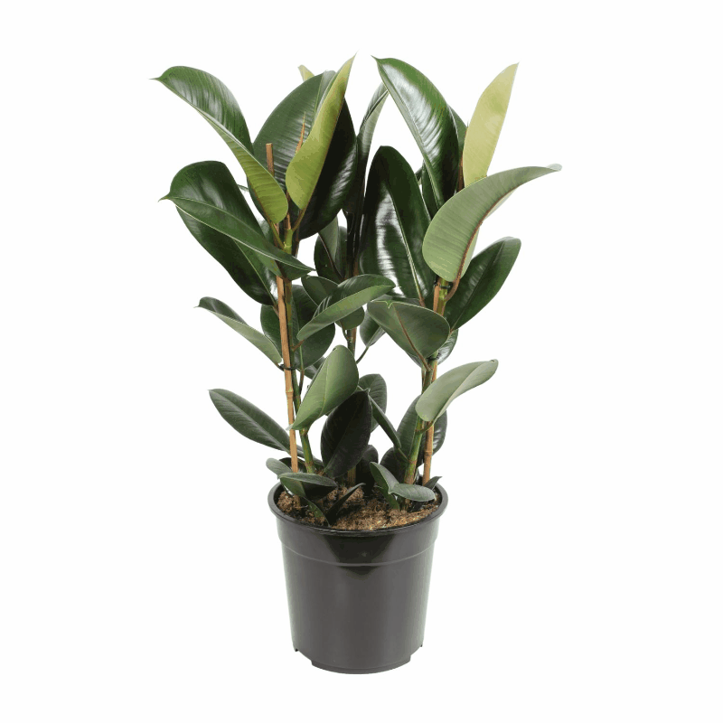 Ficus elastica - Gummibaum Sachsenpalmen