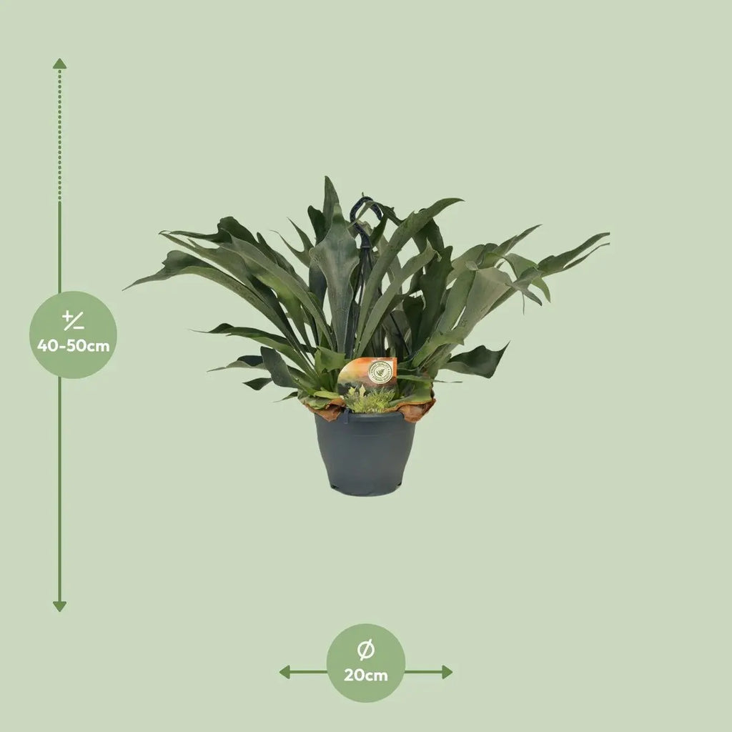 Platycerium bifurcatum – Visualisierung Liefergröße ca. 50 cm Höhe