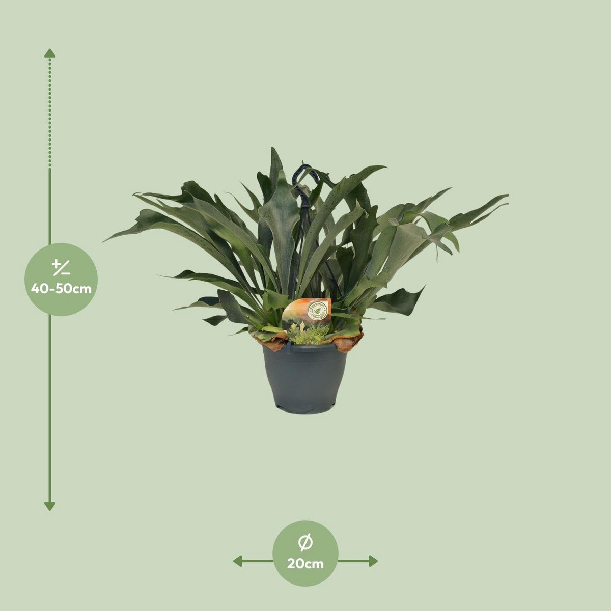 Platycerium bifurcatum – Visualisierung Liefergröße ca. 50 cm Höhe