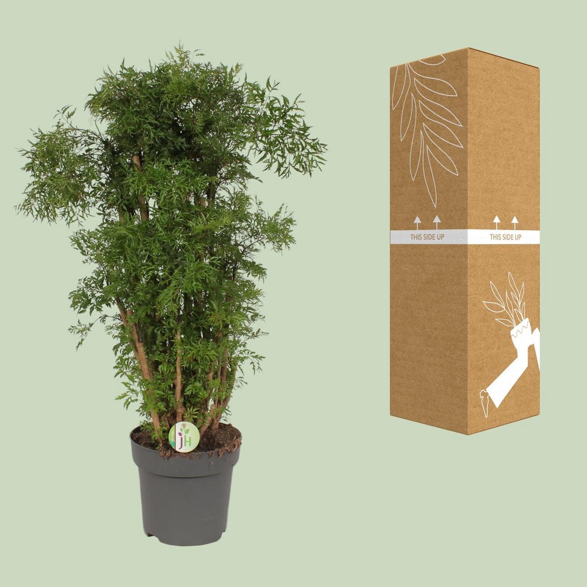 bruch- und transportsichere Versand-Verpackung für Polyscias „Hawaiian“