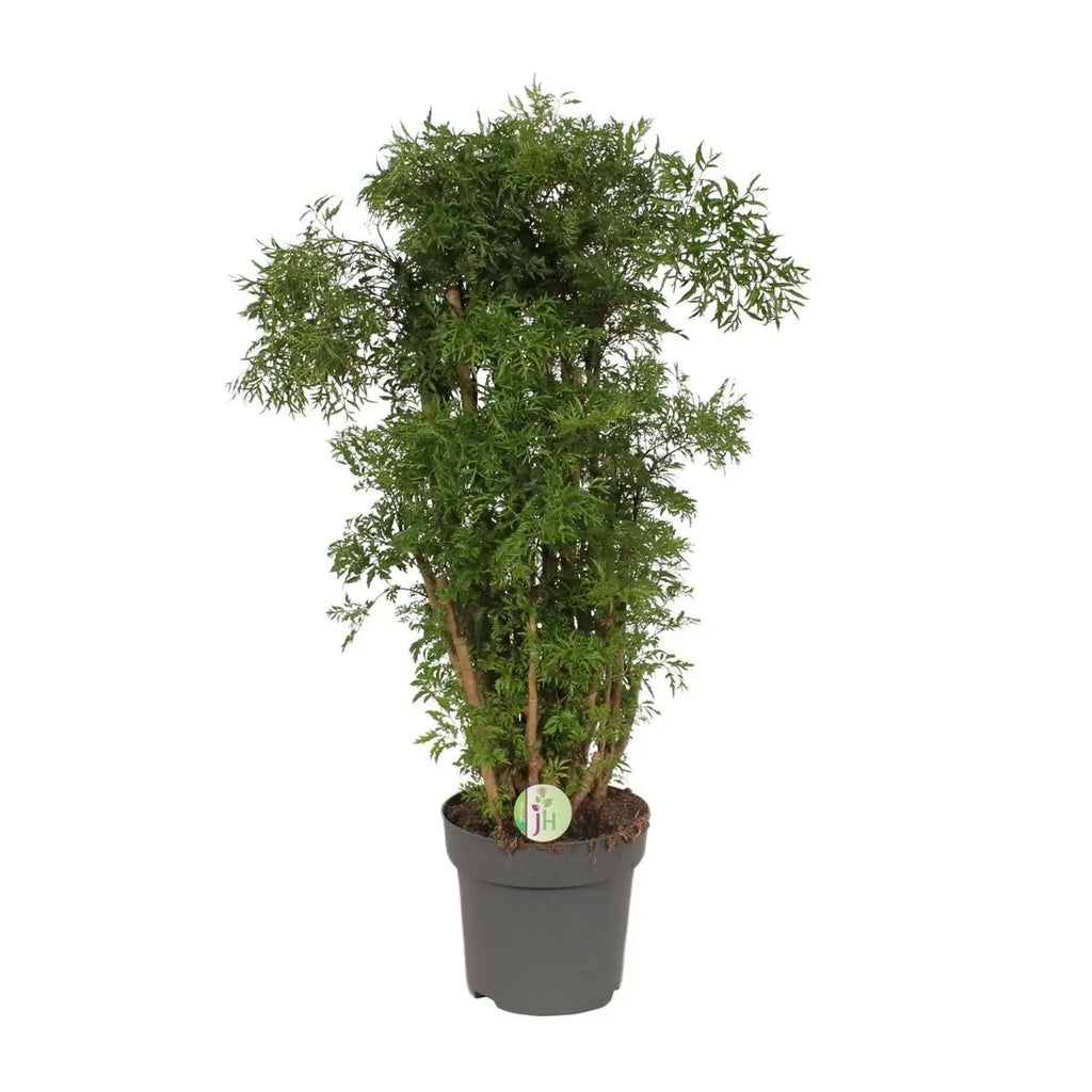 polyscias hawaiian p24 h95 zimmerpflanze tropisch