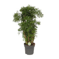 polyscias hawaiian p24 h95 zimmerpflanze tropisch