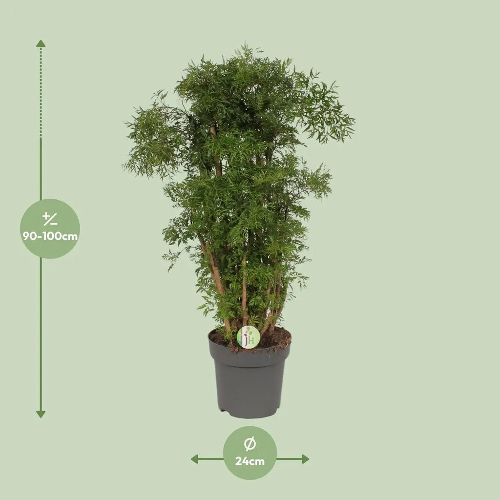 Polyscias im Topf – dekorative Zimmerpflanze für Wohnraum & Büro