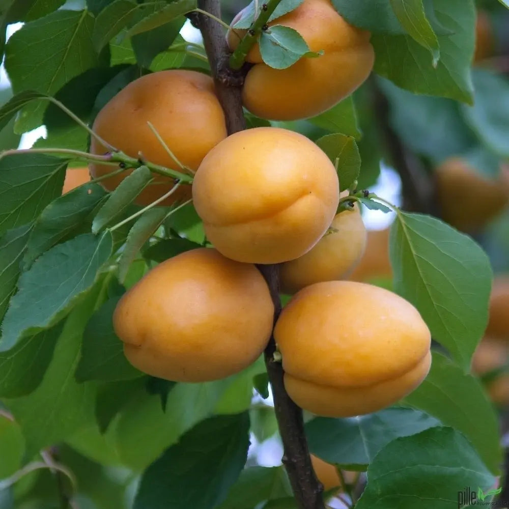 Aprikose Goldrich Obstbaum 120-150 cm 2-jährig süß ca 4m hoch werdend winterhart - Pille Gartenwelt
