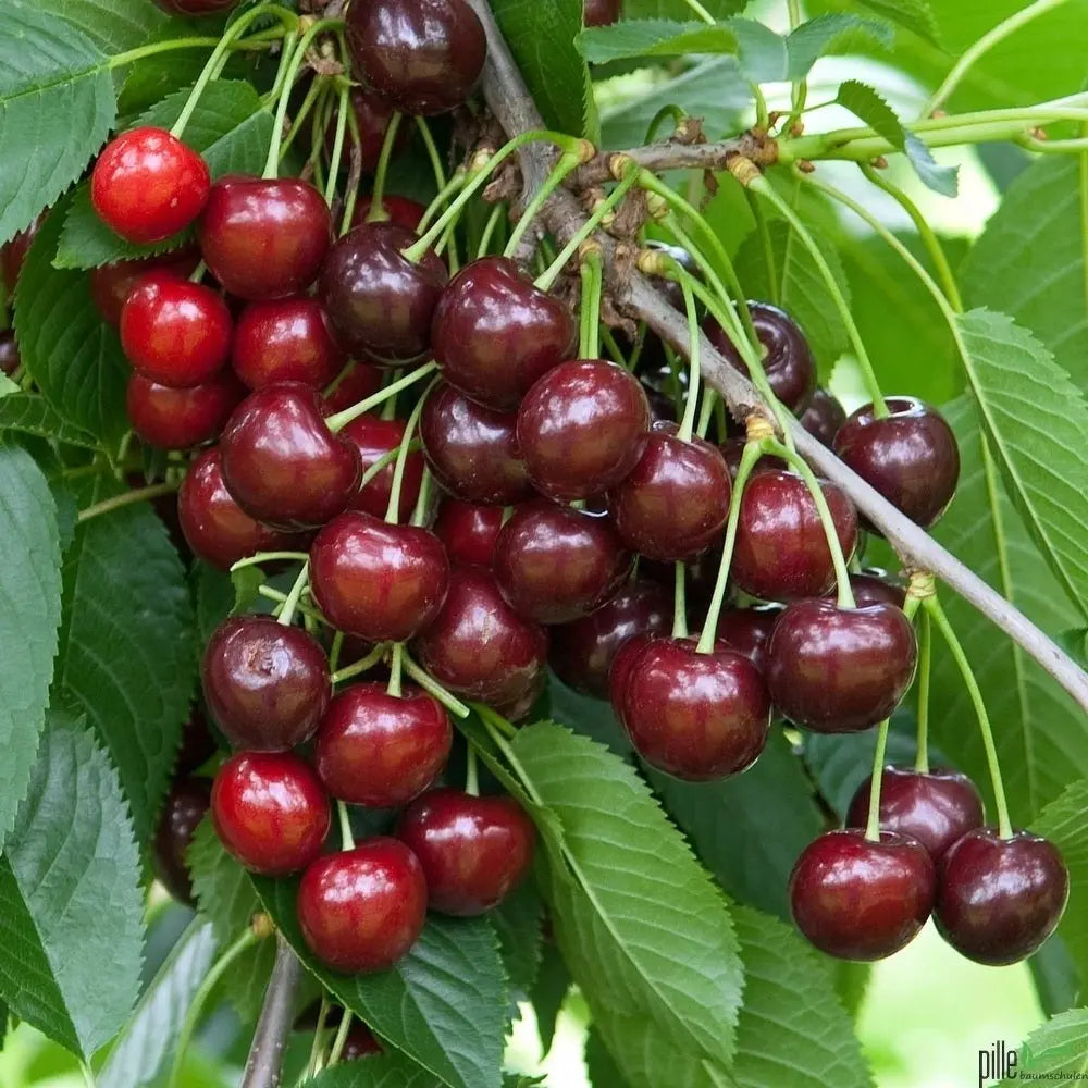Süßkirsche „Lapins“ – selbstfruchtend, im Topf, Größe wählbar - Pille Gartenwelt